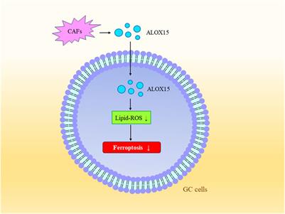 Ferroptosis and its current progress in gastric cancer